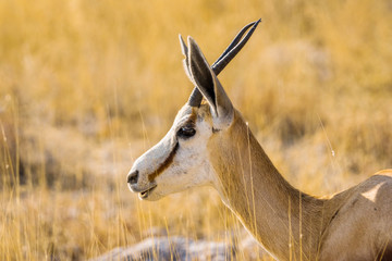 Springbok antelope (Antidorcas marsupialis) portrait.
