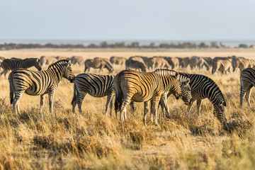 Fototapeta na wymiar A herd of Burchell`s zebra (Equus quagga) at sunset in the grasslands. Etosha national park, Namibia