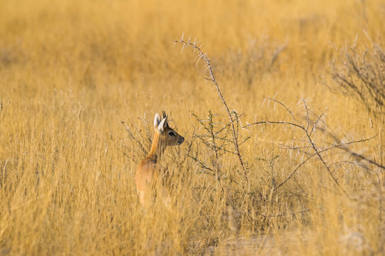 Male steenbok antelope (Raphicerus campestris) standing in long dry grass in Etosha national park, Namibia.
