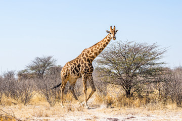 Male giraffe walking in african bush. Etosha national park, Namibia.