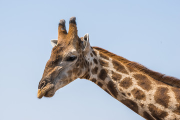 Angolan giraffe (Giraffa camelopardalis) head and neck. Etosha national park, Namibia