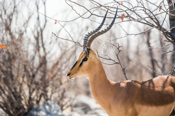 Black-faced impala bull (Aepyceros melampus) portrait close-up. Etosha national park, Namibia.