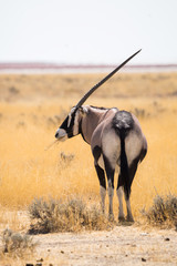 Oryx antelope eating grass in the savannah of Etosha National Park in Namibia, Africa