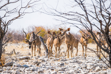 A herd of Kudu antelope (Tragelaphus strepsiceros) standing among trees in winter african bush. Etosha national park, Namibia.