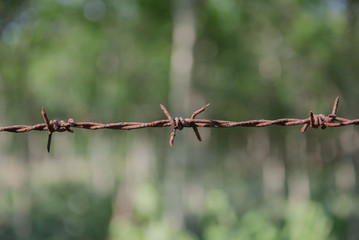 Old barbed wire and rust  and  green background.
