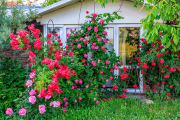 Fototapeta na wymiar Beautiful red blooming rose flower bush in home garden at countryside at summer. Decorations and gardening