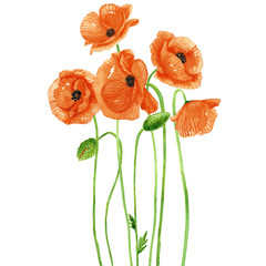 poppy flowers watercolor.