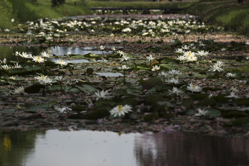 Obraz na płótnie Canvas White lotuses