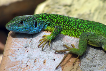 Fototapeta premium Beaded texture and bright coloration of the lizard's skin during the breeding season. Lacerta viridis green lizard, adult male.