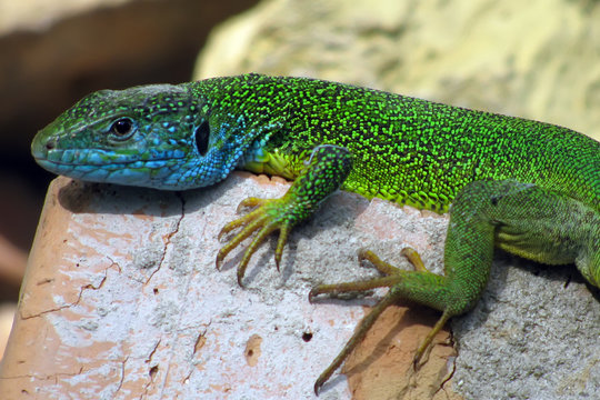 Beaded texture and bright coloration of the lizard's skin during the breeding season. Lacerta viridis green lizard, adult male.