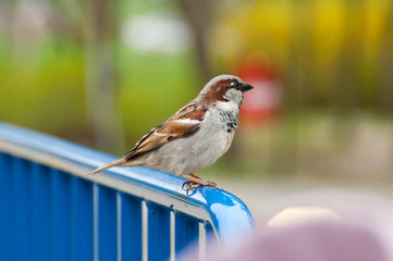Cute little sparrow sitting on the pipe of a handrail in the park outdoors. Spring concept. 
