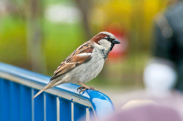 Cute little sparrow sitting on the pipe of a handrail in the park outdoors. Spring concept. 