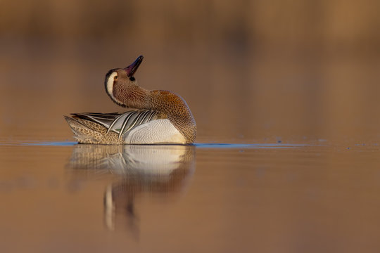 Garganey - Anas querquedula - male in spring