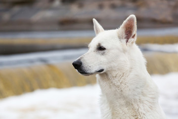 White Swiss shepherd dog near the waterfall