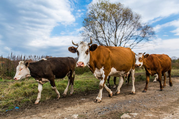 Obraz premium A herd of cows on road going home.