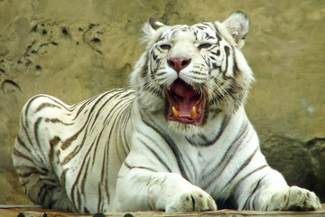 White tiger
