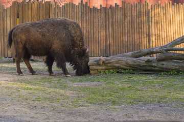 Bison Against Fallen Tree Trunk