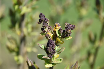 Buds of lilac in the spring, grass background