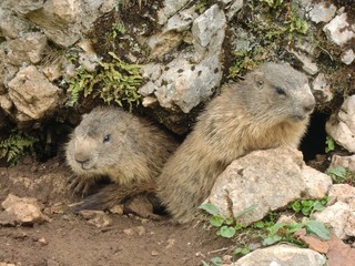Naklejka na ściany i meble marmots in the wilderness