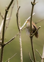 Wren (Troglodytidae)