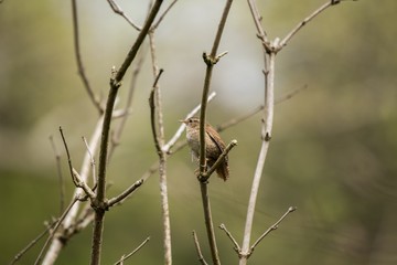 Wren (Troglodytidae)