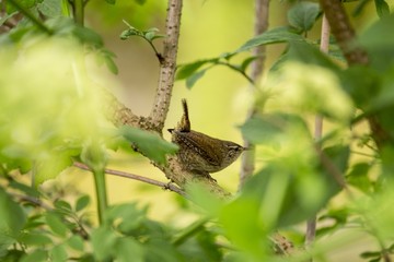 Wren (Troglodytidae)