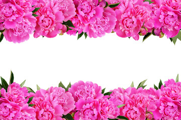 Pink peony flowers borders