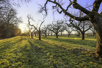 Obraz premium Obstbäume in der untergehenden Sonne