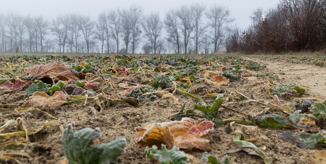 Winterliches Kohlfeld in der Nähe von Bernau (Berlin), Deutschland