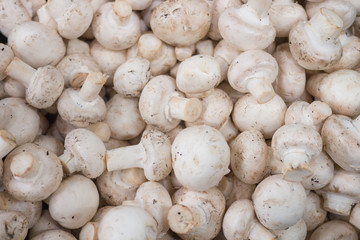 Mushroom texture from the mushrooms. Mushroom background. Mushroom harvest