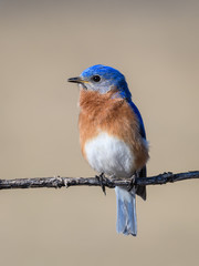 Male Eastern Bluebird Portrait