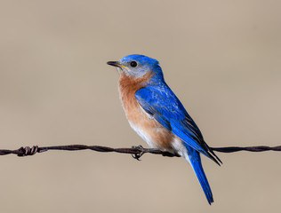 Male Eastern Bluebird Portrait