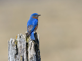 Male Eastern Bluebird Portrait