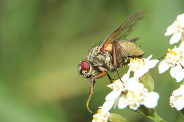 Fliege