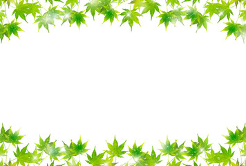 Fototapeta premium もみじ 葉 夏 背景