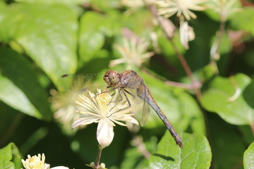 Libelle
