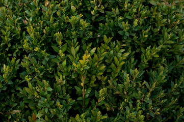 Green bush background - Buxus