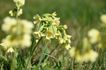 Flowering yellow primroses in spring grass. Primrose flowers.