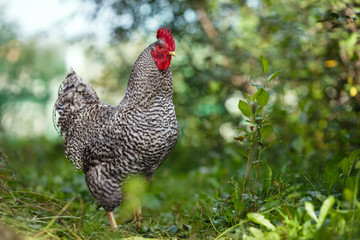 Motley rooster on a background of green plants.