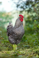 Motley rooster on a background of green plants.