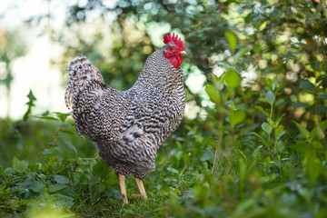 Motley rooster on a background of green plants.