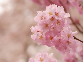 桜・アップ