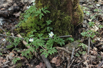 sweet little white