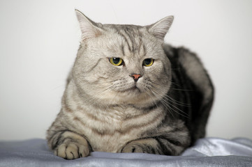 Cat of the British breed