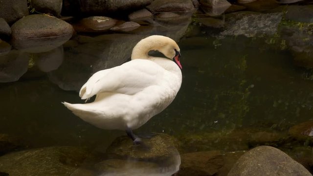 The swan stands on in clear water and cleanses its feathers. Yalta Crimea