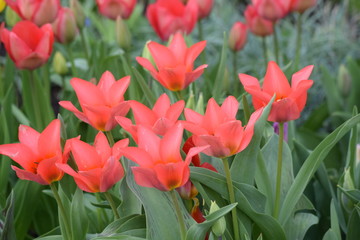 Spring. The clear blue sky. Bloomed bright and delicate crocuses, tulips, daffodils. The ground was covered with colorful flower carpet.