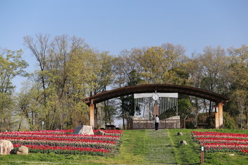 馬見丘陵公園のチューリップ