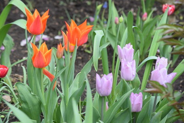Spring. The clear blue sky. Bloomed bright and delicate crocuses, tulips, daffodils. The ground was covered with colorful flower carpet.