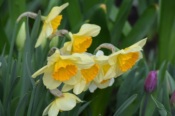 Spring. The clear blue sky. Bloomed bright and delicate crocuses, tulips, daffodils. The ground was covered with colorful flower carpet.