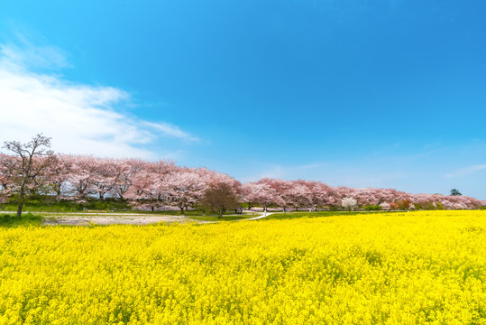 canolaflower and cherry blossom, satte city, saitama, japan